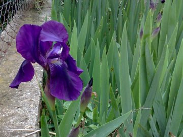 Iris bianco e Iris viola - Iris germanica